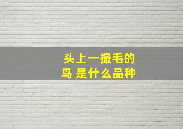 头上一撮毛的鸟 是什么品种